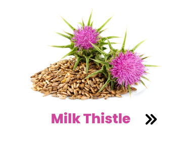 Milk Thistle